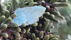 Phaiogramma faustinata