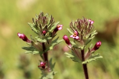 Parentucellia latifolia