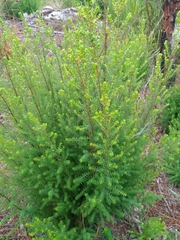 Erica erigena