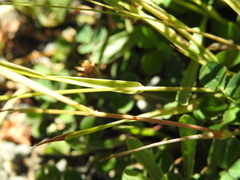 Agrostis stolonifera