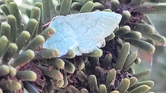 Phaiogramma faustinata