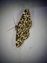 Monocerotesa lutearia