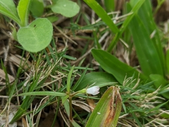 Scleromitrion brachypodum