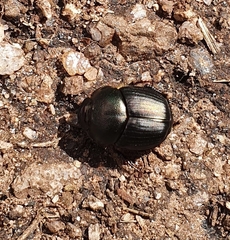 Onthophagus