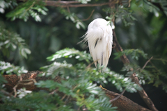 Egretta garzetta garzetta