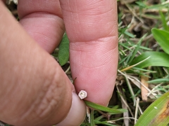 Scleromitrion brachypodum