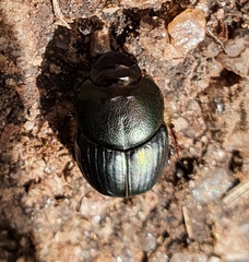Onthophagus