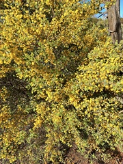 Acacia brachybotrya