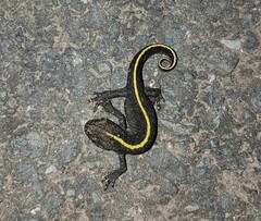 Triturus carnifex
