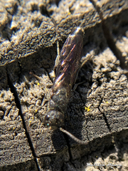 Sapygina decemguttata