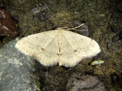Idaea invalida
