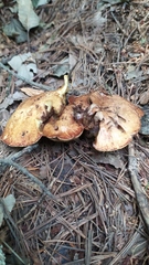 Suillus collinitus