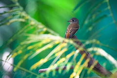 Muscicapa ferruginea