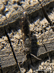 Sapygina decemguttata