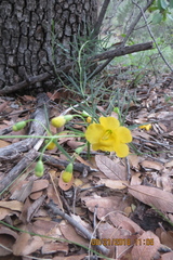 Brachystigma wrightii