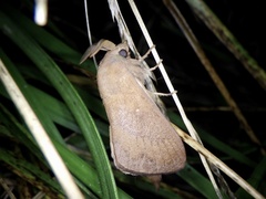 Dendrolimus spectabilis