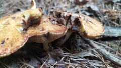 Suillus collinitus