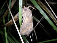 Dendrolimus spectabilis