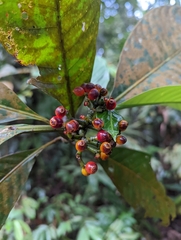 Psychotria asiatica
