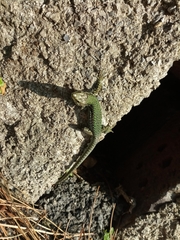 Podarcis muralis nigriventris