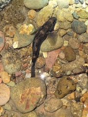 Gobiomorphus cotidianus