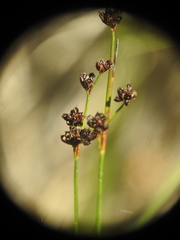 Juncus alpinoarticulatus