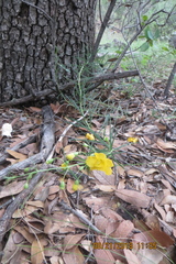 Brachystigma wrightii