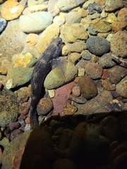 Gobiomorphus cotidianus