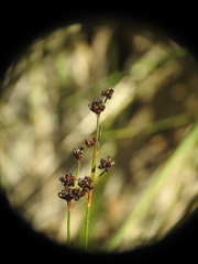 Juncus alpinoarticulatus
