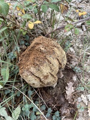 Pisolithus