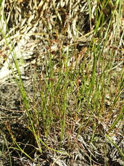 Juncus alpinoarticulatus