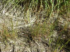 Juncus alpinoarticulatus