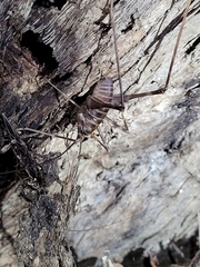 Pachyrhamma acanthocerum