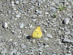 Colias hyale