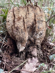 Pisolithus