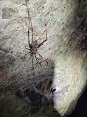 Pachyrhamma acanthocerum