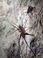 Pachyrhamma acanthocerum