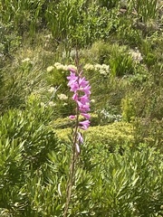 Watsonia borbonica