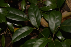 Cryptocarya foetida
