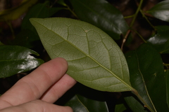 Cryptocarya foetida