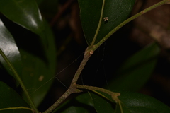 Cryptocarya foetida