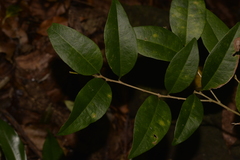 Cleistanthus cunninghamii