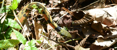 Rhabdophis tigrinus