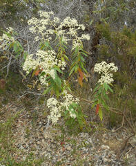 Astrotricha floccosa