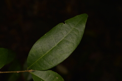 Cleistanthus cunninghamii