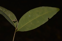 Cleistanthus cunninghamii