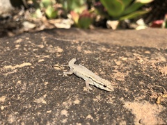 Lygodactylus capensis