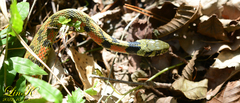 Rhabdophis tigrinus
