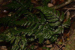 Davallia solida pyxidata
