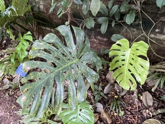 Monstera deliciosa